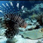 Aquatic Wonderland: Discover Meso's Magic" - The Dive Site: Mesoamerican Barrier Reef in Mahahual