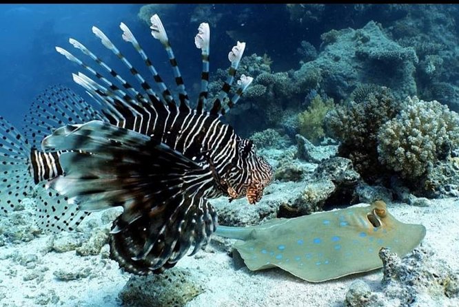 Aquatic Wonderland: Discover Meso's Magic" - The Dive Site: Mesoamerican Barrier Reef in Mahahual