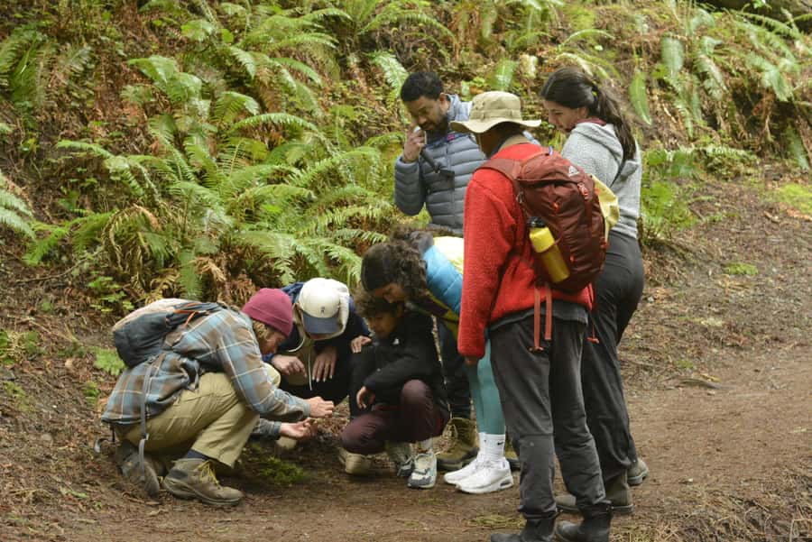 Arcata's Redwood Forest: Hike Through the Emerald Canopy - Starting Point at the 14th Street Entrance to Redwood Park