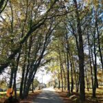 Archaeological Circuit of Fiais/Azenha and Cova da Moira - Visiting the Orca do Outeiro do Rato and Its Significance