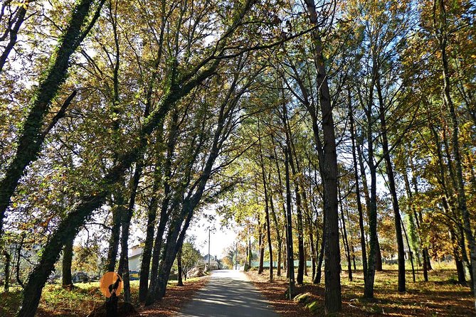 Archaeological Circuit of Fiais/Azenha and Cova da Moira - Visiting the Orca do Outeiro do Rato and Its Significance