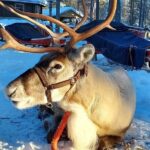 Arctic Animals Adventure with Lunch Buffet - Reindeer and Husky Rides at the Arctic Farm