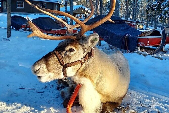 Arctic Animals Adventure with Lunch Buffet - Reindeer and Husky Rides at the Arctic Farm