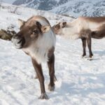 Arctic Fjords Road Trip - Visiting Kvaløya: Whale Island and Tromsø Landmarks