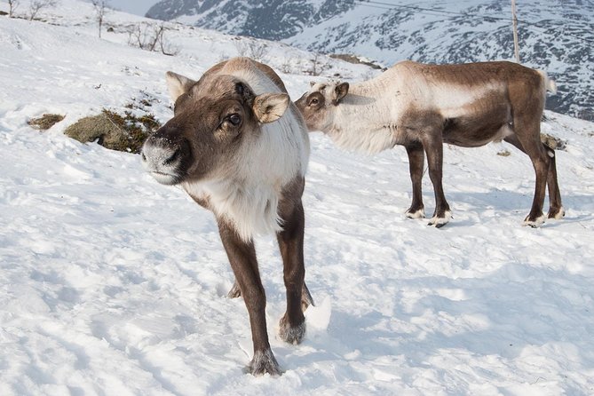 Arctic Fjords Road Trip - Visiting Kvaløya: Whale Island and Tromsø Landmarks