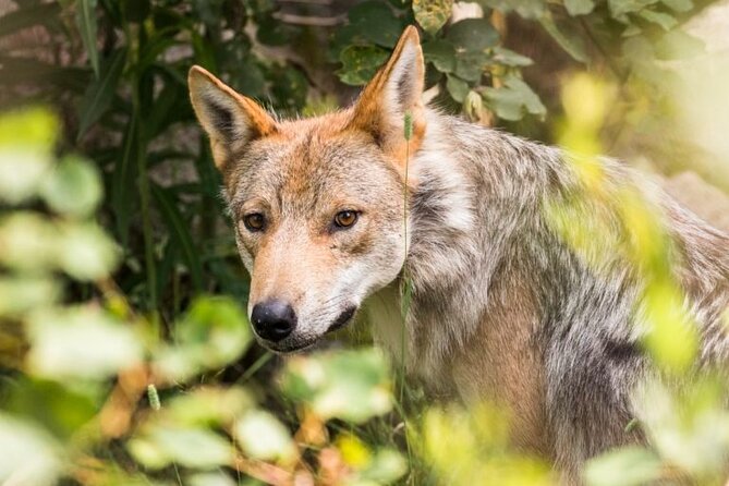 Arctic Polar Bear Adventure with Lunch in Rovaniemi! - Visiting Ranua Wildlife Park: A Arctic Animal Sanctuary