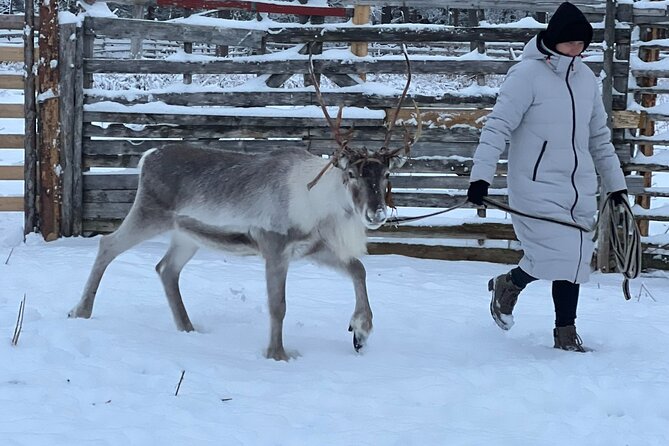 Arctic Reindeer Farm Experience with Snowshoeing in the Wild - Authentic Reindeer Farm Visit in a Quiet Wilderness Setting