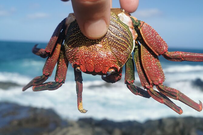 Arround Gran Canaria All Highlights Private Shore Excursion - Discovering Las Dunas de Maspalomas’ Moonlike Landscape
