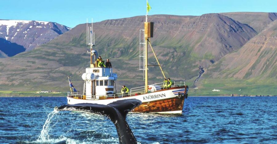 Árskógssandur: Whale-Watching Boat Trip - The Traditional Oak Boat Experience