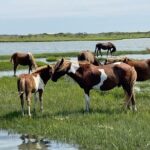 Assateague Island Cruise Departs from Ocean Pines - Cruising through Assawoman Bay to Assateague Island