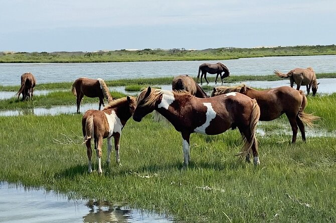 Assateague Island Cruise Departs from Ocean Pines - Cruising through Assawoman Bay to Assateague Island