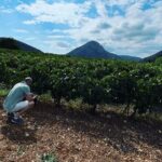 Athens Wine Tour with Wine Expert - The Expertise of the Guide: Ioanna’s Role