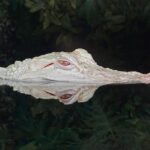 Atlanta CityPASS® - Zoo Atlanta’s Wide Animal Collection