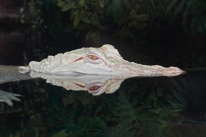 Atlanta CityPASS® - Zoo Atlanta’s Wide Animal Collection