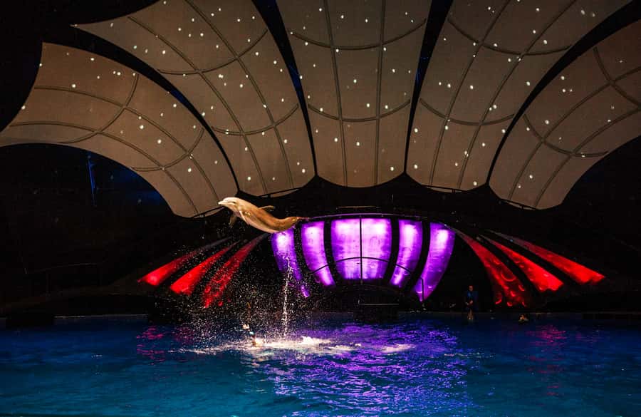 Atlanta: Georgia Aquarium Skip-the-Box-Office Entry Ticket - How Priority Access Enhances Your Visit to the Georgia Aquarium