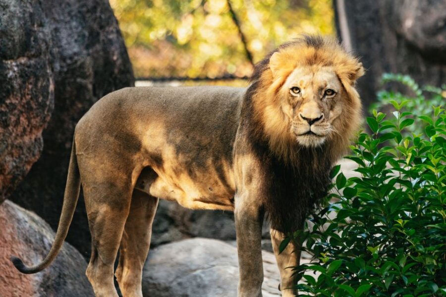 Atlanta: Zoo Atlanta General Admission Ticket - Unique Features of the African Savanna and Lion Habitat