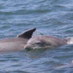 Atlantic City: Dolphin Watching Ocean Cruise Adventure - The Cruise Itself: Scenery, Marine Life, and Naturalist Commentary