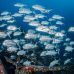 Atlantis Submarine Adventure in Waikiki - Inside the Spacious, Climate-Controlled Submarine