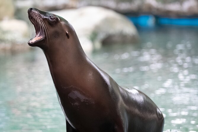 Audubon Zoo Ticket - Location and How to Access the Audubon Zoo