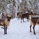 Authentic Reindeer Experience with Private Transportation - Key Points