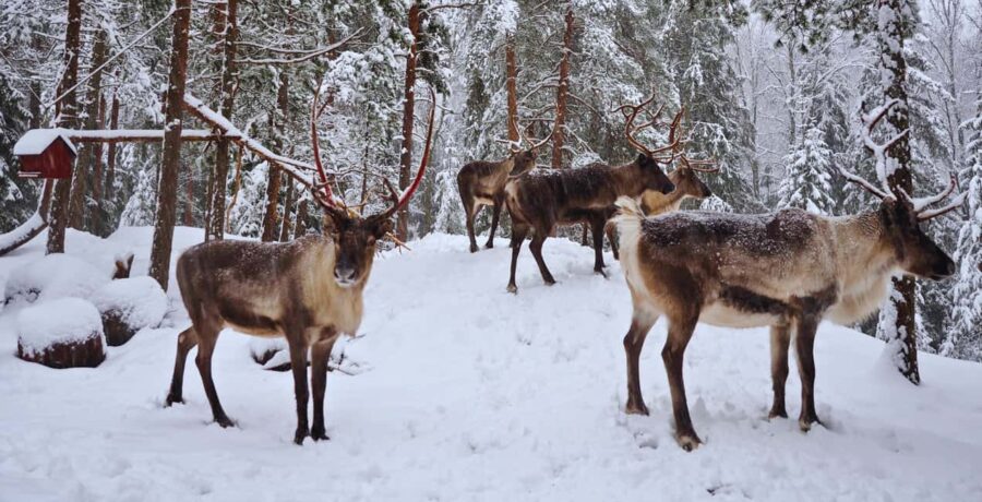 Authentic Reindeer Experience with Private Transportation - Key Points