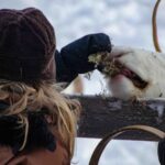 Authentic Reindeer Farm Experience in Rovaniemi - Exploring the Authentic Reindeer Farm and Its Cultural Significance