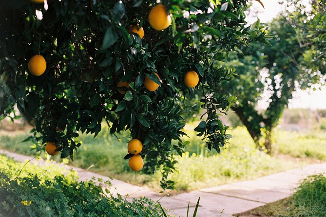 Authentic Valencian Paella Cooking Class - From the Farmhouse to the Rice Fields: The Driving Experience