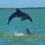 Avi's Premium Dolphin Tour by Jet Ski - Exploring the Mangroves and the 10,000 Islands