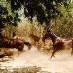Award-winning Private Classic Horseback Ride - The Unique Setting at Punta Sams Tropical Ranch