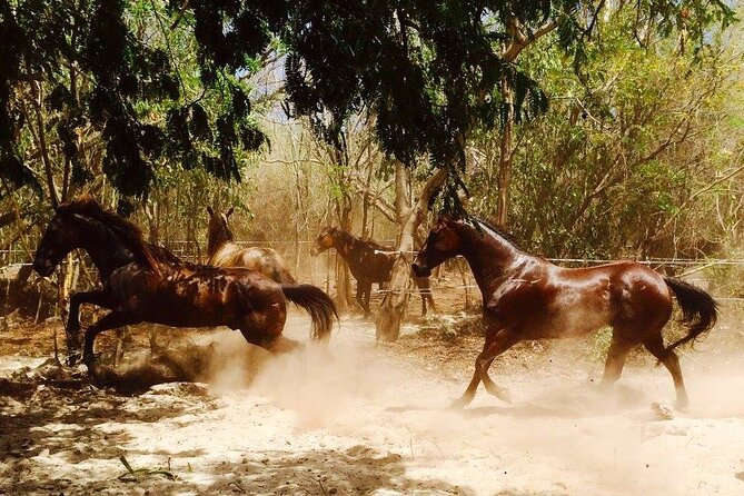 Award-winning Private Classic Horseback Ride - The Unique Setting at Punta Sams Tropical Ranch