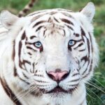 Awareness Tour - Exploring the Tiger Enclosures and Animal Personalities