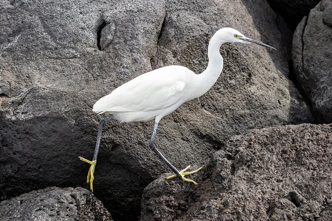 Azores Marine Birdwatching Expedition w/ Biologist Guide - Visiting Vila Franca do Campo Islet and Coastal Colonies