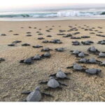 Baby Sea turtles release in Puerto Escondido - Visiting Palmarito Beach from Puerto Escondido