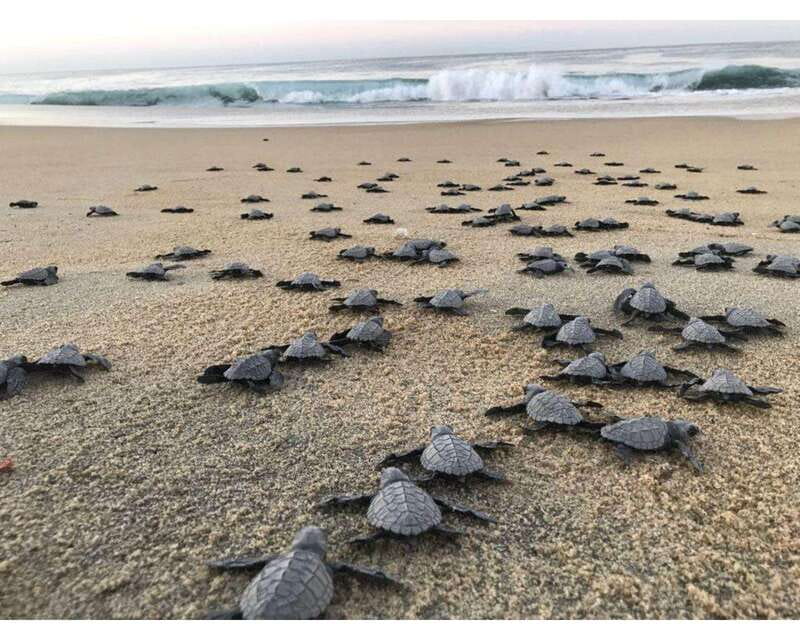 Baby Sea turtles release in Puerto Escondido - Visiting Palmarito Beach from Puerto Escondido