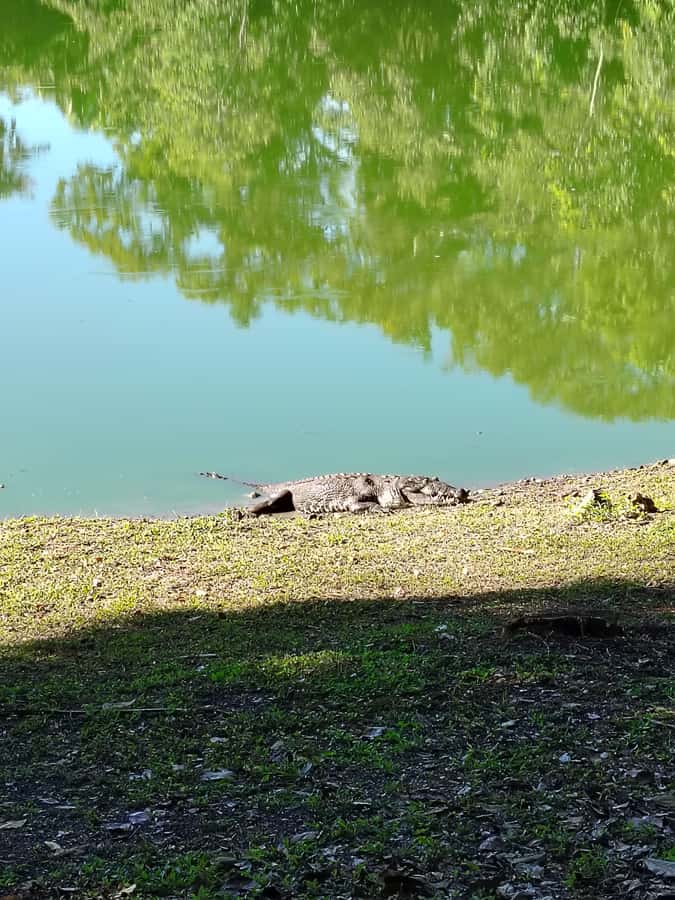 Bacalar: Ichkabal mayan temples & boat tour. - Scenic Boat Tour of Bacalar Lagoon and Cenotes