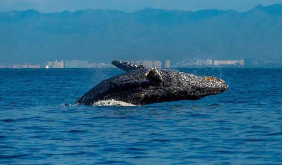 Bahía de Banderas: Whale Watching and Snorkeling Tour - The Whale Watching Expedition in Bahía de Banderas