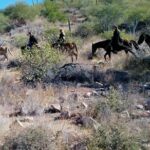 Baja Desert Horseback Riding Tour - Scenic Horseback Ride through Baja’s Old Canyon Roads
