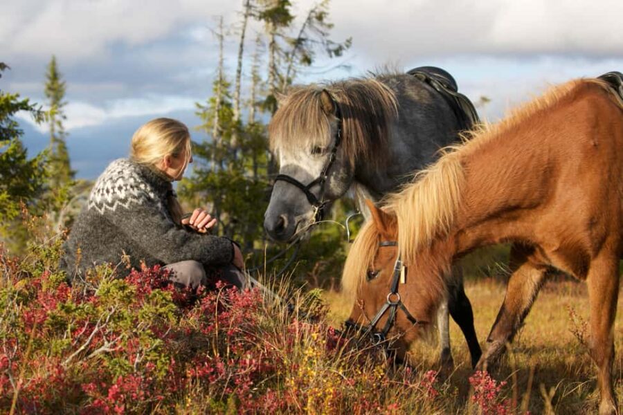 Bakvattnet: Pack horse trekking tour in Blomsterkogen - Discover the Swedish Mountains with Icelandic Horses