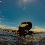 Balandra Beach Escape Snorkel & Wildlife Roundtrip Pichilingue - Exploring Balandra Beach with a Guided Ecological Walk