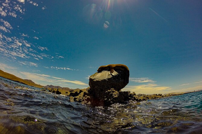 Balandra Beach Escape Snorkel & Wildlife Roundtrip Pichilingue - Exploring Balandra Beach with a Guided Ecological Walk