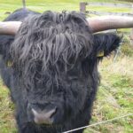 Balmoral Castle Tour From Inverness - Visiting Crathie Kirk: A Community Church with Royal Ties