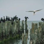 Baltic Sea Coastal Scenery and Cape Kolka From Riga - Key Points