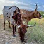 Bandera: Ranch Visit with Longhorns and Horses - Exploring Bandera’s Authentic Ranch Setting