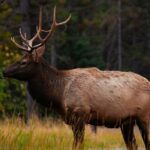 Banff: 4-Hour Evening Wildlife Viewing & Sunset Experience - Wildlife Viewing Along Johnson Lake Loop Road