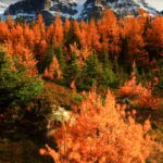 Banff/Canmore: Larch Valley & Moraine Lake shuttle RoundTrip - Exploring Moraine Lake’s Scenic Shoreline Walks and Relaxation Spots