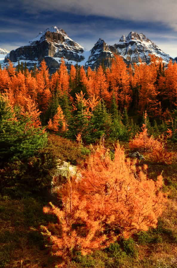 Banff/Canmore: Larch Valley & Moraine Lake shuttle RoundTrip - Exploring Moraine Lake’s Scenic Shoreline Walks and Relaxation Spots