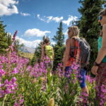 Banff: Edible and Medicinal Plants Nature Walk - Discovering Mountain Survival Skills and Plant Identification