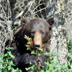 Banff: Guided Nature Walk with Bear Country Safety Tips - From the Parking Lot to the Scenic Trails of Banff