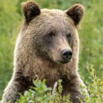 Banff Guided Nature Walk with Bear Country Safety Tips - What the Guides Bring to the Experience