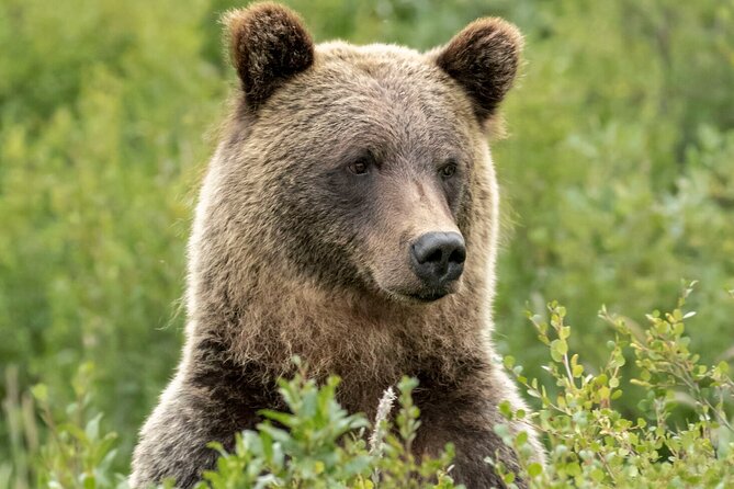 Banff Guided Nature Walk with Bear Country Safety Tips - What the Guides Bring to the Experience